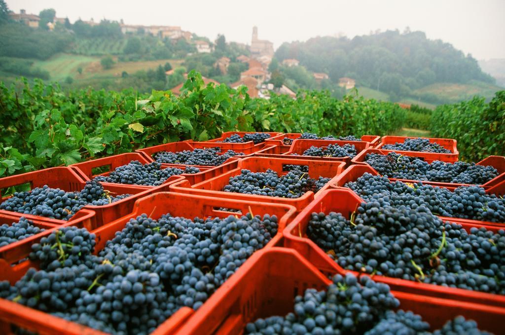 Marchesi Alfieri - Cantine E Ospitalita San Martino Alfieri Εξωτερικό φωτογραφία