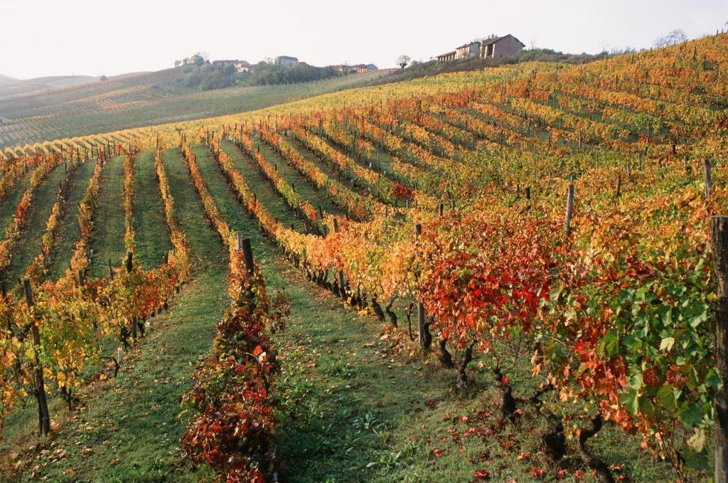 Marchesi Alfieri - Cantine E Ospitalita San Martino Alfieri Εξωτερικό φωτογραφία